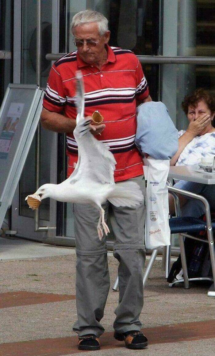 Hilarious Pics Of Birds Causing Chaos Hilarious Pics Of Birds Causing Chaos