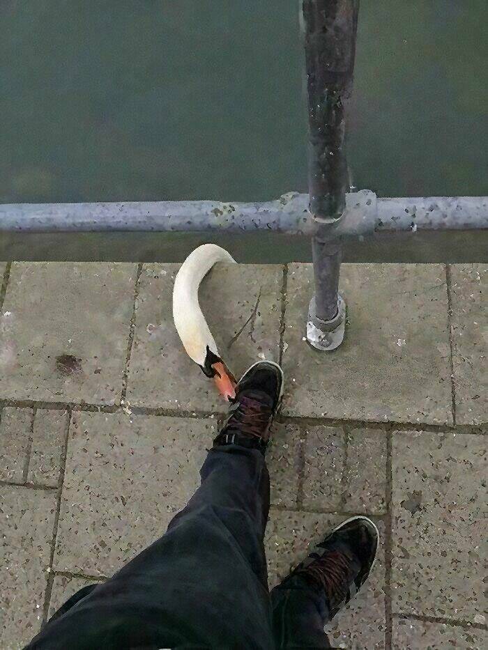 Hilarious Pics Of Birds Causing Chaos Hilarious Pics Of Birds Causing Chaos