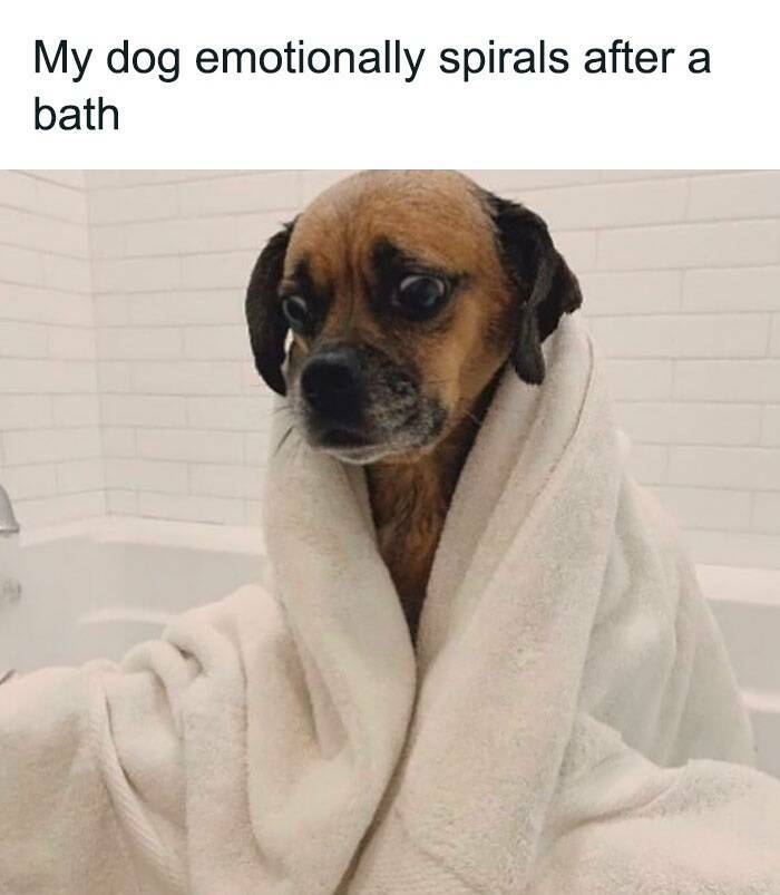 Memes So Relatable, It Hurts