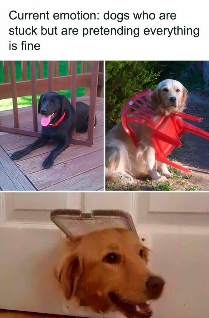 Memes So Relatable, It Hurts