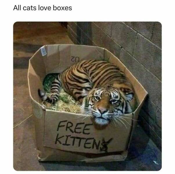 Deep Thoughts & Dumb Laughs – Shower Meme Edition