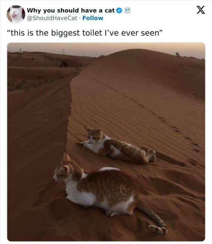 Deep Thoughts & Dumb Laughs – Shower Meme Edition