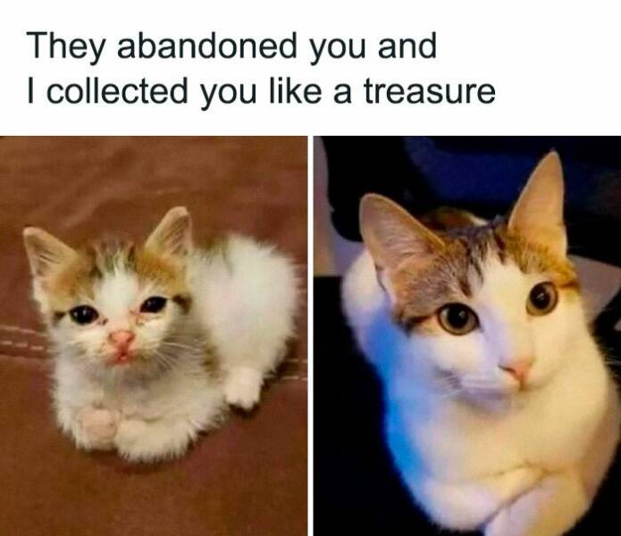 Feel-Good Memes To Lift Your Spirits