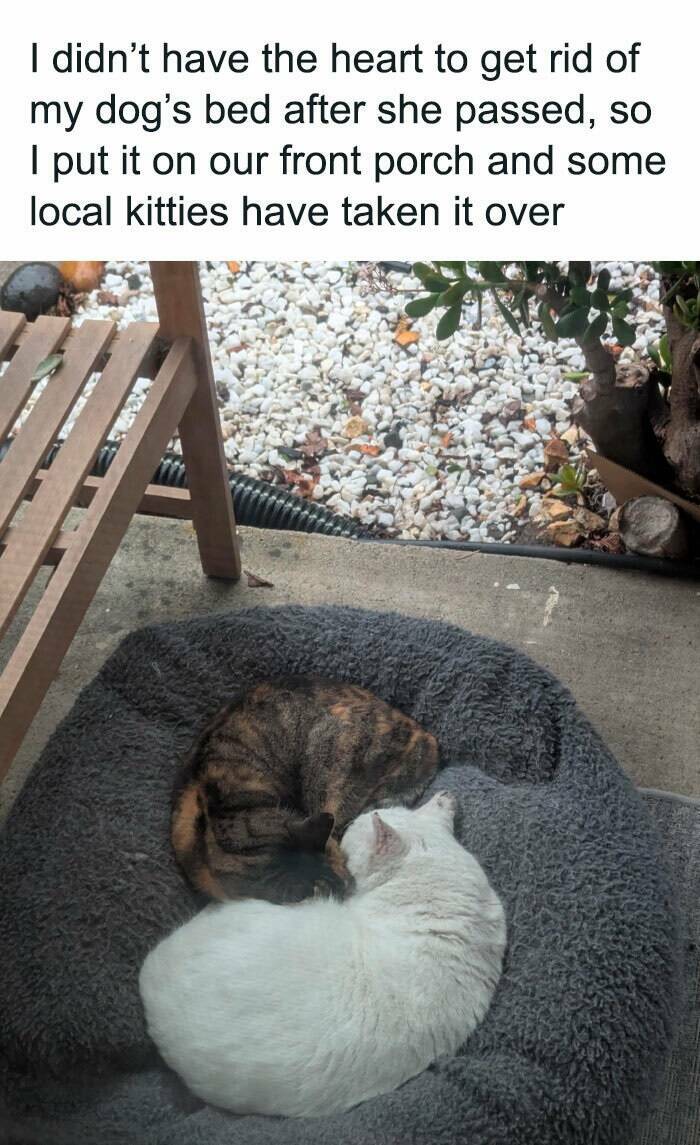 Feel-Good Memes To Lift Your Spirits