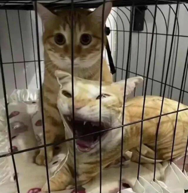 Daily Picdump Daily Picdump