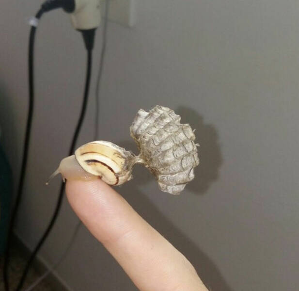 Weird Images That Are Oddly Captivating Weird Images That Are Oddly Captivating