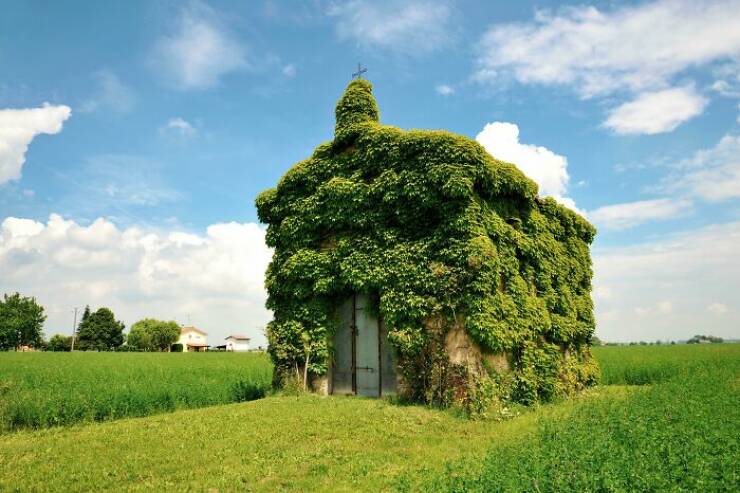 Beautiful Examples Of Nature Reclaiming Space