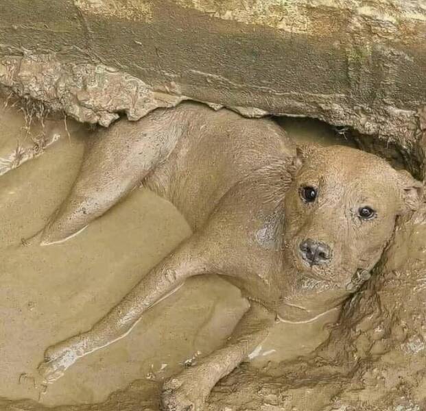 When Animals Went Full Goblin Mode When Animals Went Full Goblin Mode