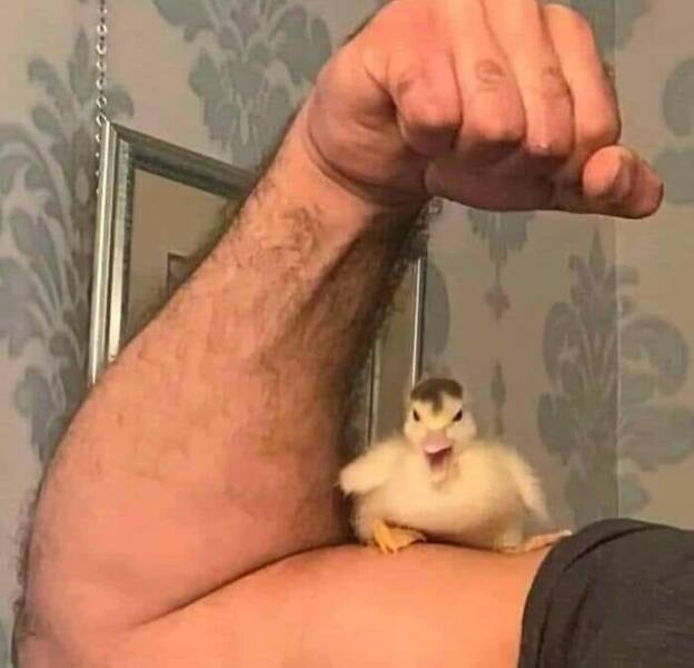 When Animals Went Full Goblin Mode When Animals Went Full Goblin Mode