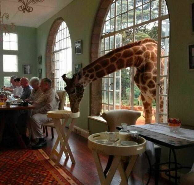 When Animals Went Full Goblin Mode When Animals Went Full Goblin Mode