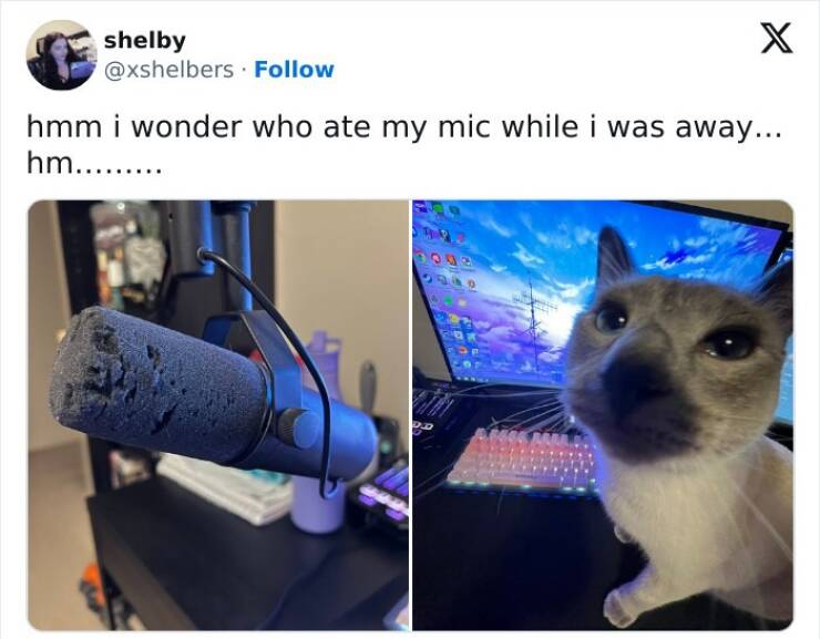 When Animals Went Full Goblin Mode