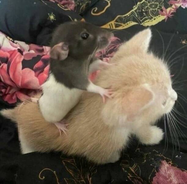 When Animals Went Full Goblin Mode