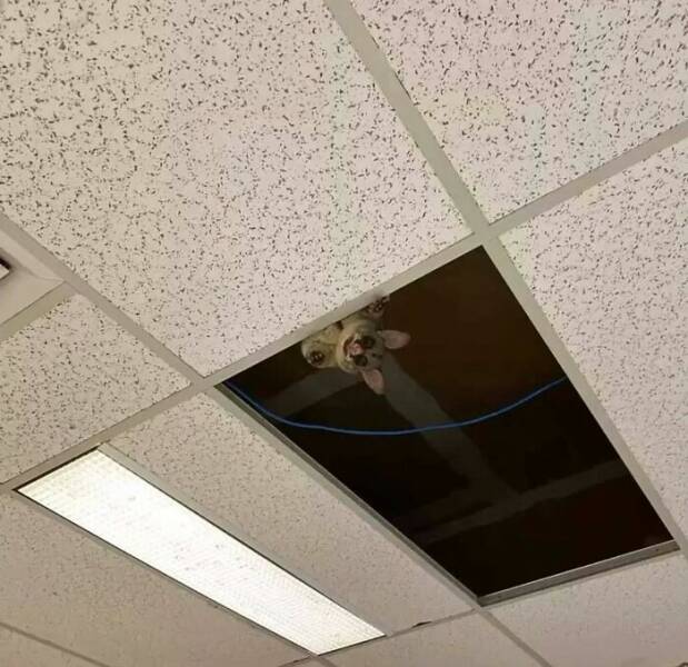 When Animals Went Full Goblin Mode