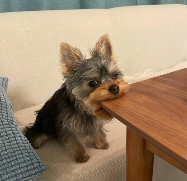 When Animals Went Full Goblin Mode