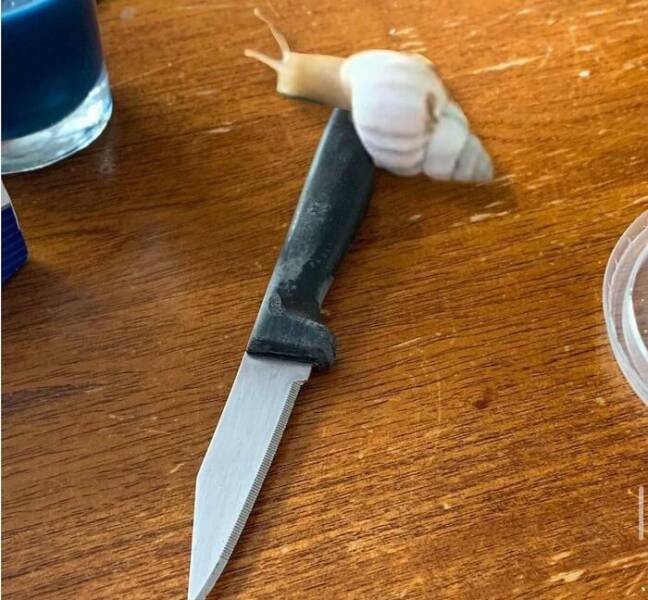 When Animals Went Full Goblin Mode