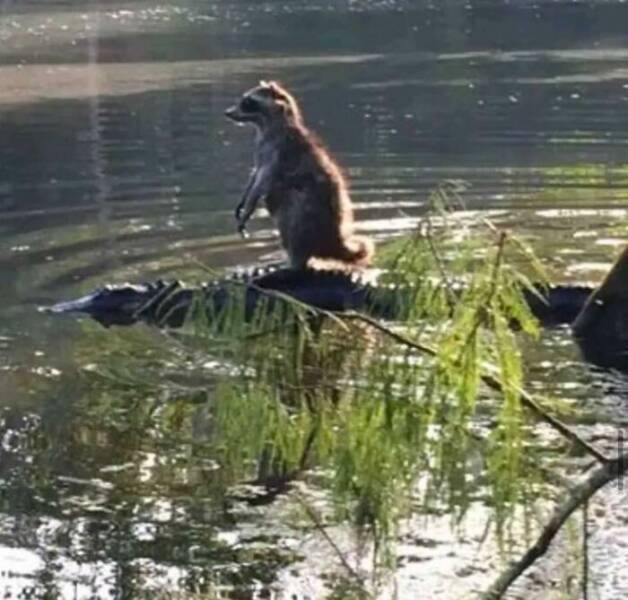 When Animals Went Full Goblin Mode