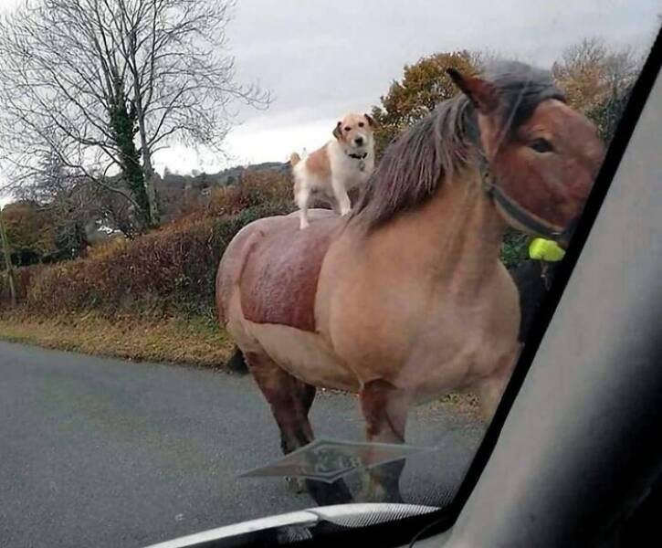 When Animals Went Full Goblin Mode