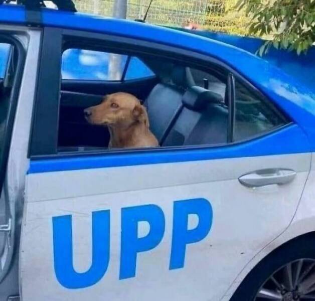 When Animals Went Full Goblin Mode