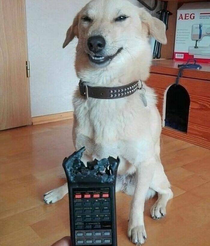 When Animals Went Full Goblin Mode When Animals Went Full Goblin Mode