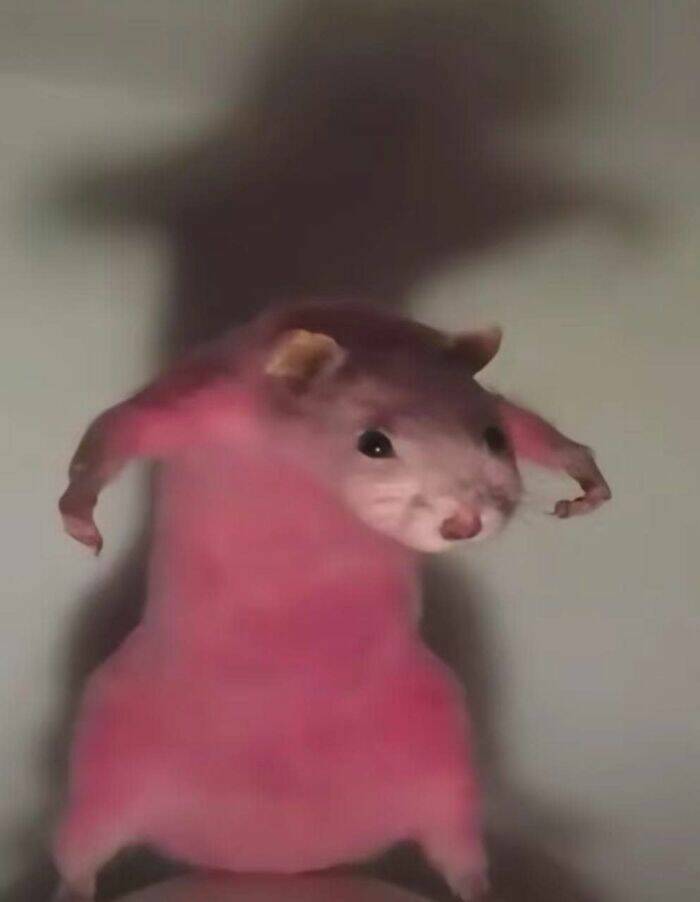 When Animals Went Full Goblin Mode When Animals Went Full Goblin Mode