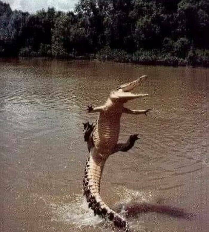 When Animals Went Full Goblin Mode When Animals Went Full Goblin Mode