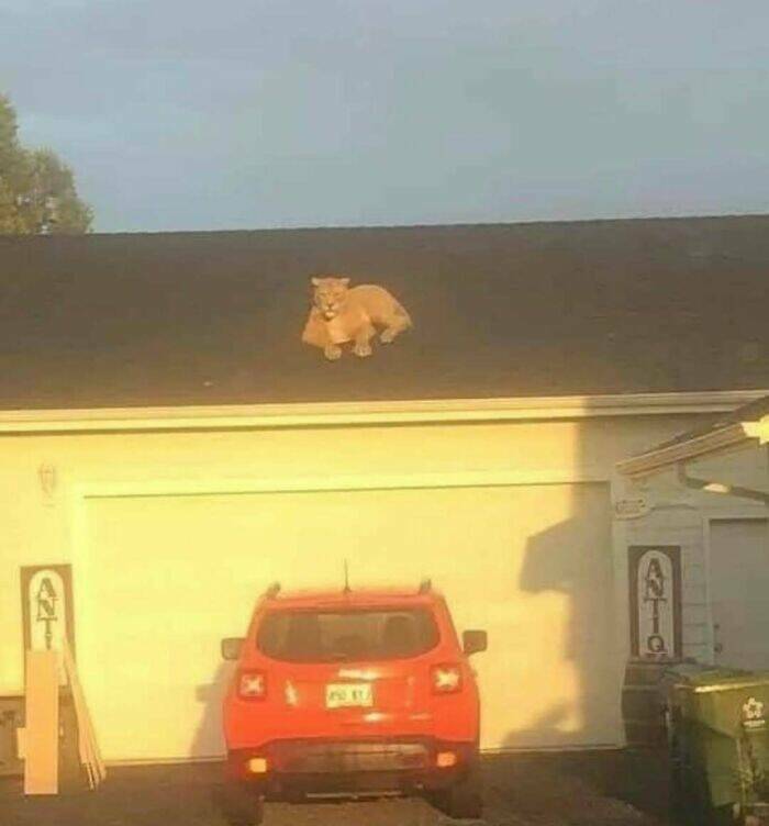 When Animals Went Full Goblin Mode