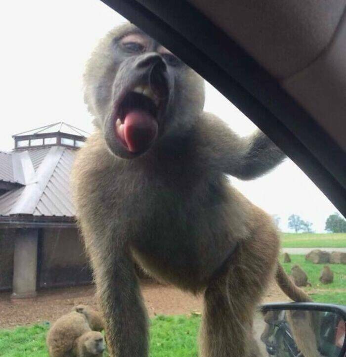 When Animals Went Full Goblin Mode