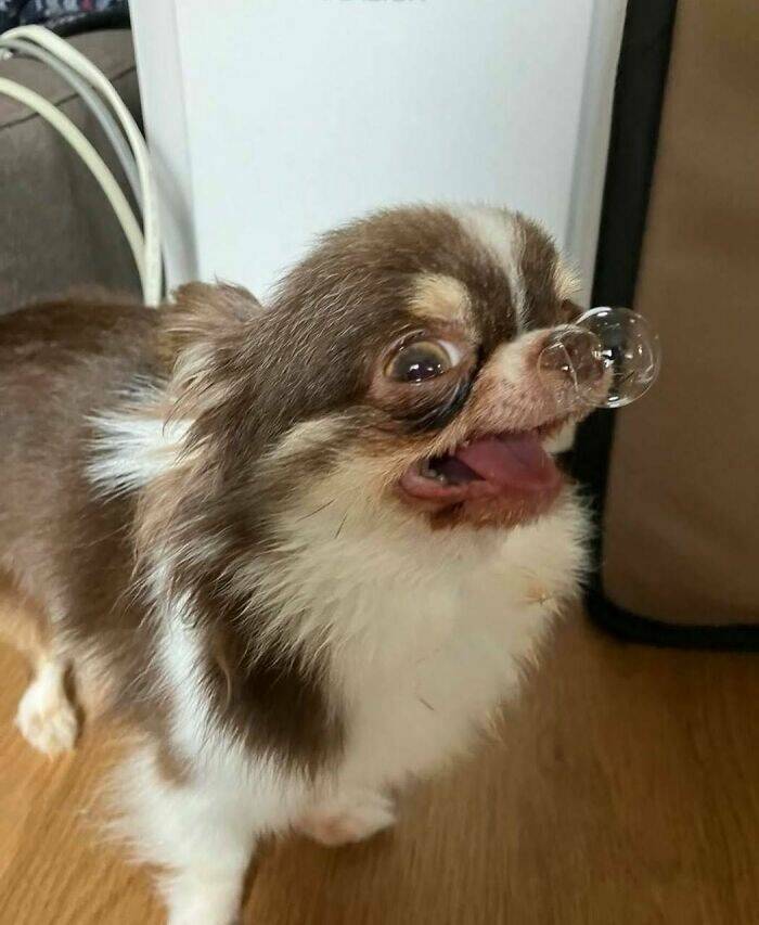 When Animals Went Full Goblin Mode