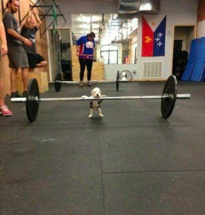 When Animals Went Full Goblin Mode