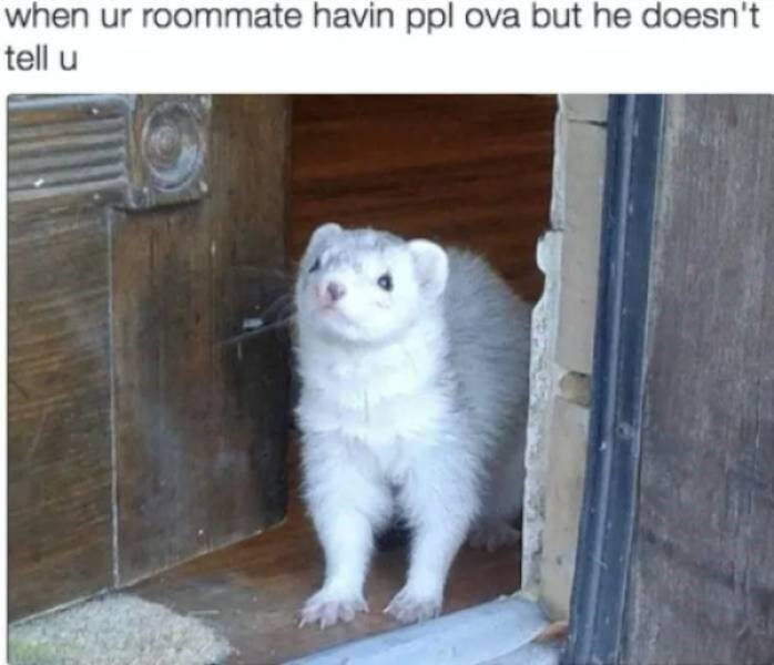 Hilarious Memes That Perfectly Capture Roommate Life