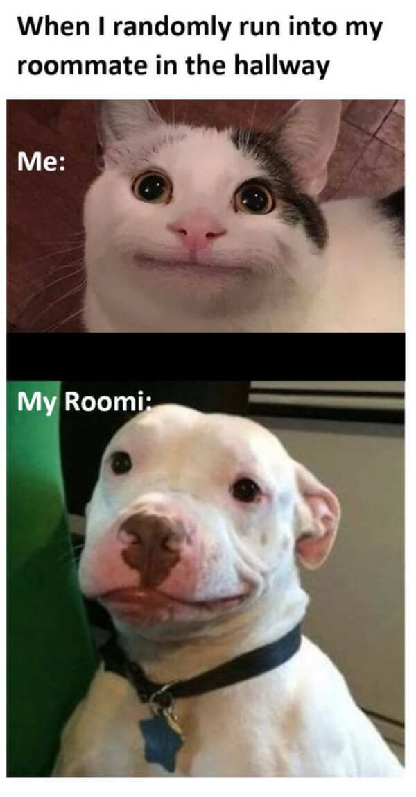Hilarious Memes That Perfectly Capture Roommate Life