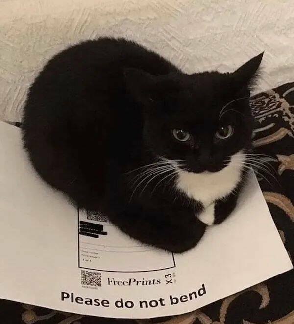 Daily Picdump Daily Picdump