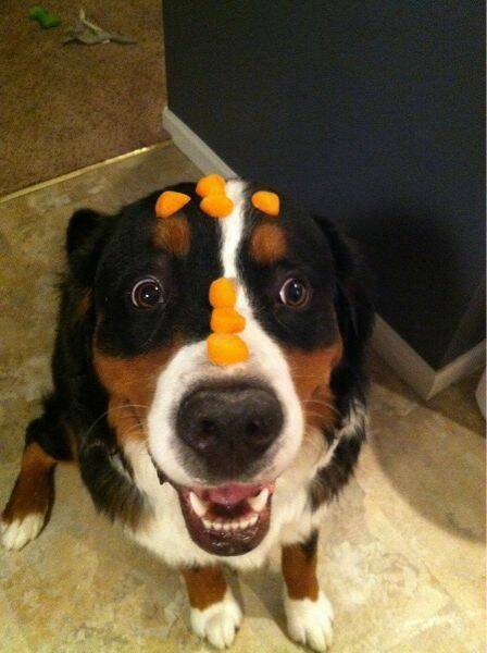 Daily Picdump Daily Picdump