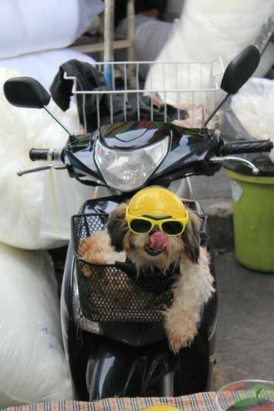 Daily Picdump Daily Picdump