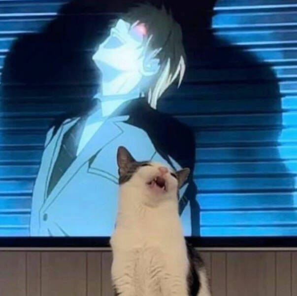 Purrfectly Hilarious Cat Memes And Photos Purrfectly Hilarious Cat Memes And Photos