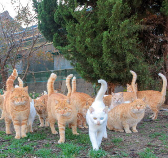 Purrfectly Hilarious Cat Memes And Photos Purrfectly Hilarious Cat Memes And Photos