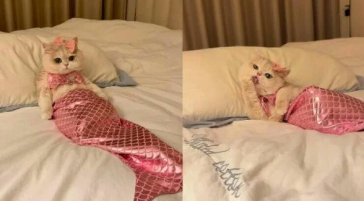 Purrfectly Hilarious Cat Memes And Photos Purrfectly Hilarious Cat Memes And Photos