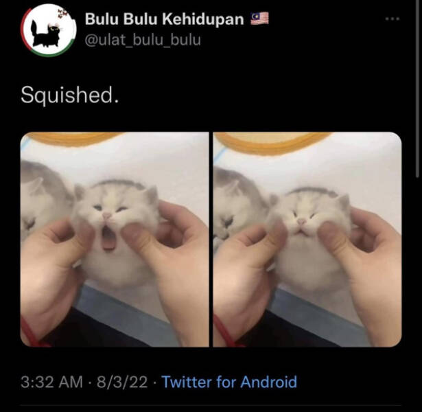 Purrfectly Hilarious Cat Memes And Photos Purrfectly Hilarious Cat Memes And Photos