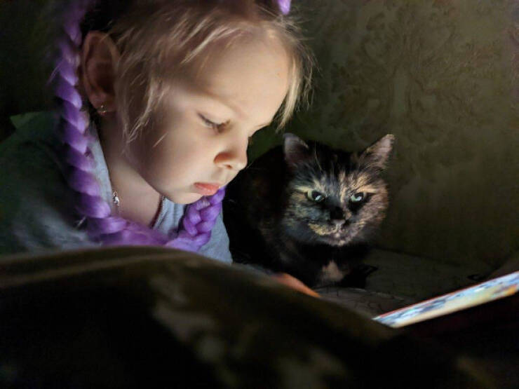 Purrfectly Hilarious Cat Memes And Photos Purrfectly Hilarious Cat Memes And Photos