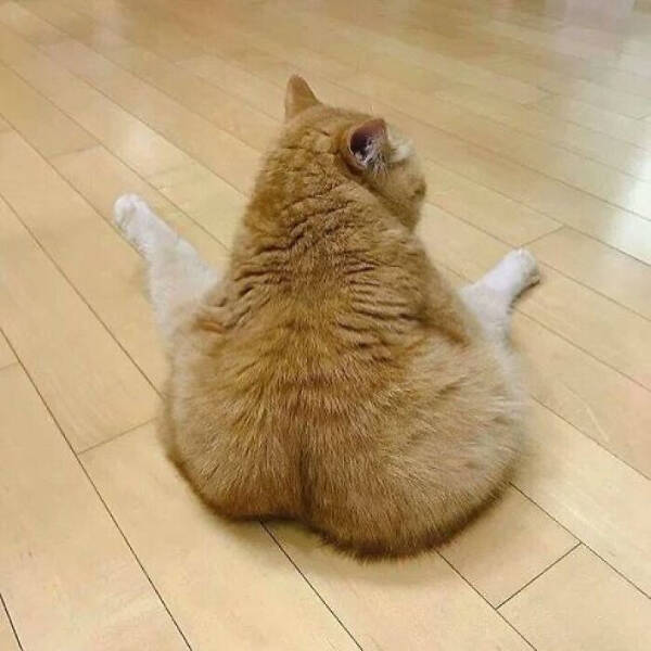 Purrfectly Hilarious Cat Memes And Photos Purrfectly Hilarious Cat Memes And Photos