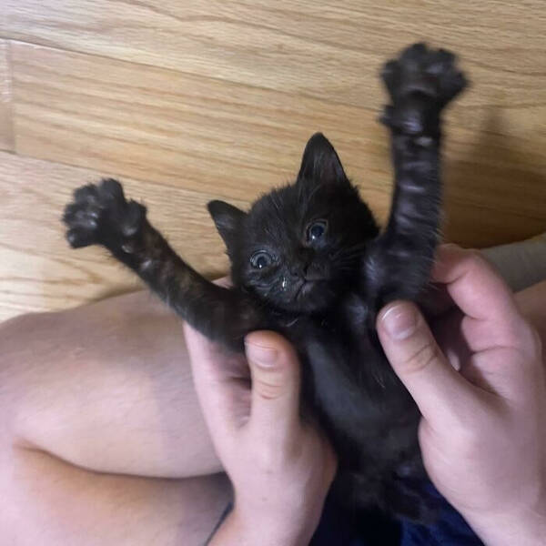 Purrfectly Hilarious Cat Memes And Photos Purrfectly Hilarious Cat Memes And Photos