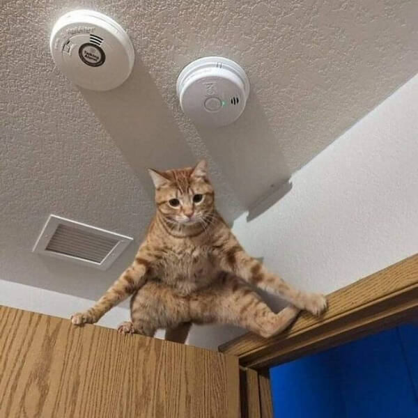 Purrfectly Hilarious Cat Memes And Photos Purrfectly Hilarious Cat Memes And Photos