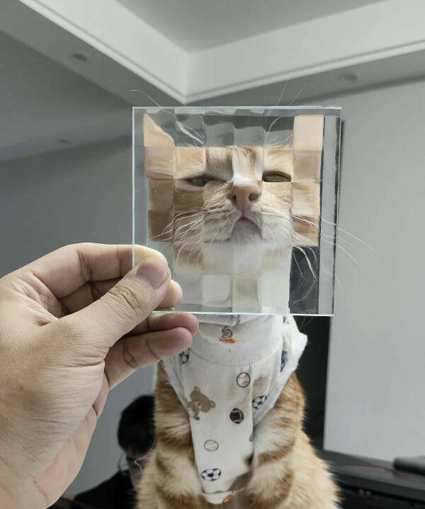 Purrfectly Hilarious Cat Memes And Photos Purrfectly Hilarious Cat Memes And Photos