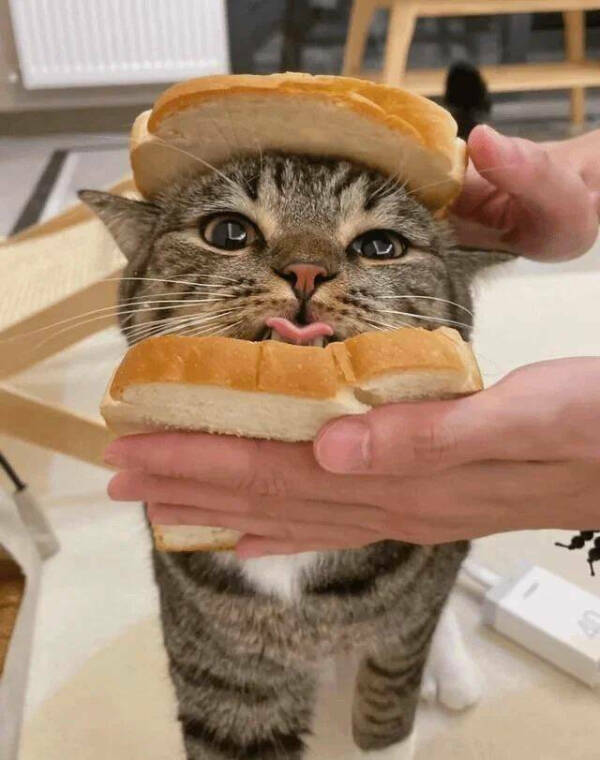 Purrfectly Hilarious Cat Memes And Photos Purrfectly Hilarious Cat Memes And Photos