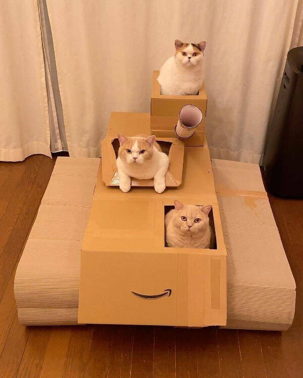 Purrfectly Hilarious Cat Memes And Photos Purrfectly Hilarious Cat Memes And Photos