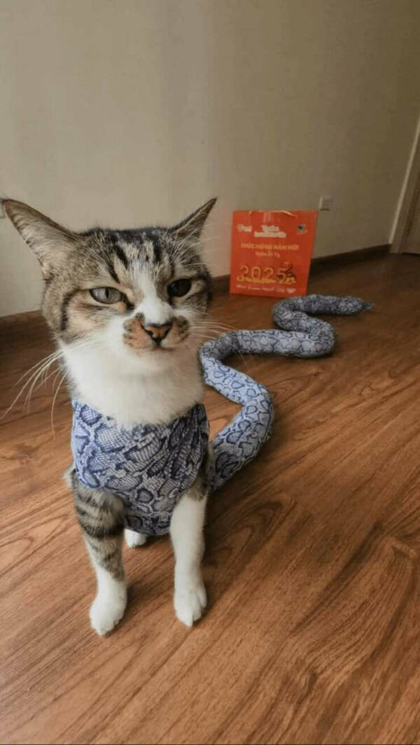 Purrfectly Hilarious Cat Memes And Photos Purrfectly Hilarious Cat Memes And Photos