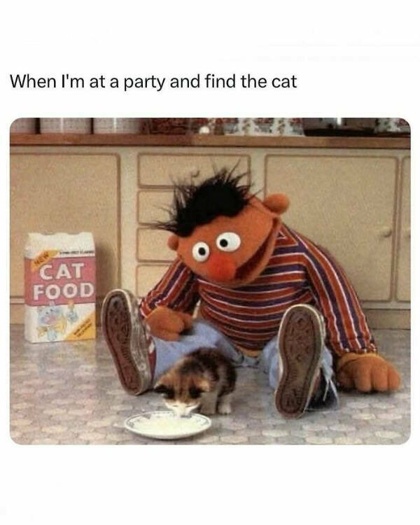 Purrfectly Hilarious Cat Memes And Photos Purrfectly Hilarious Cat Memes And Photos