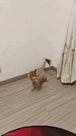 Daily Gifdump Daily Gifdump