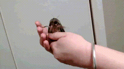 Daily Gifdump Daily Gifdump