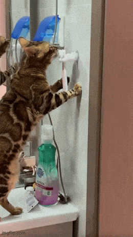 Daily Gifdump Daily Gifdump